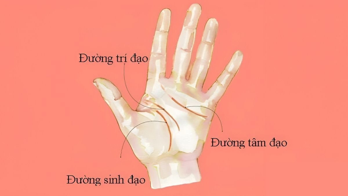 Khám phá ý nghĩa các đường chỉ tay nam giới từ đường sinh mệnh, trí đạo, tâm đạo đến sự nghiệp, tài lộc