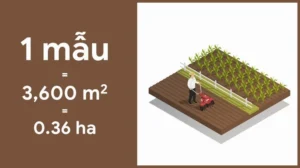 1-mau-bao-nhieu-m2-cach-quy-doi-dien-tich-dat-chuan-nhat-202_725