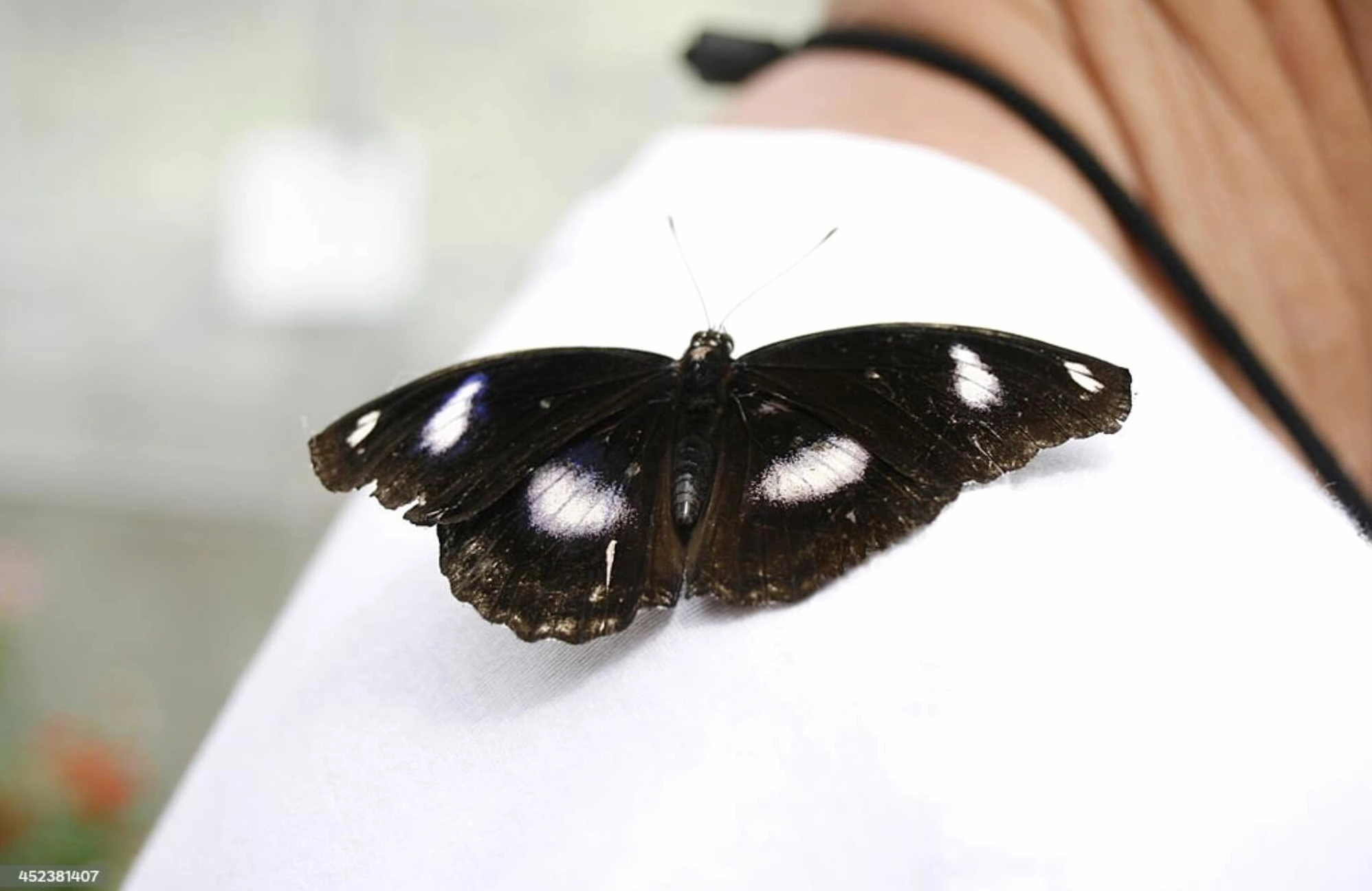 Bướm đen bay vào nhà là điềm gì, hên hay xui