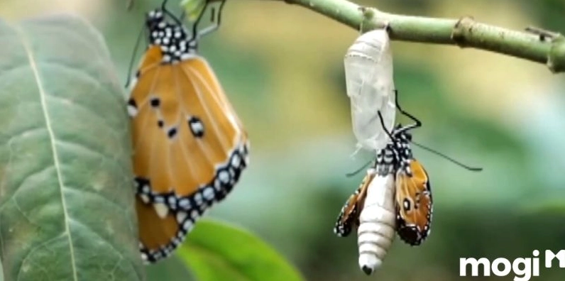 Bướm nâu bay vào nhà làm kén mang ý nghĩa về sự khởi đầu và thịnh vượng.