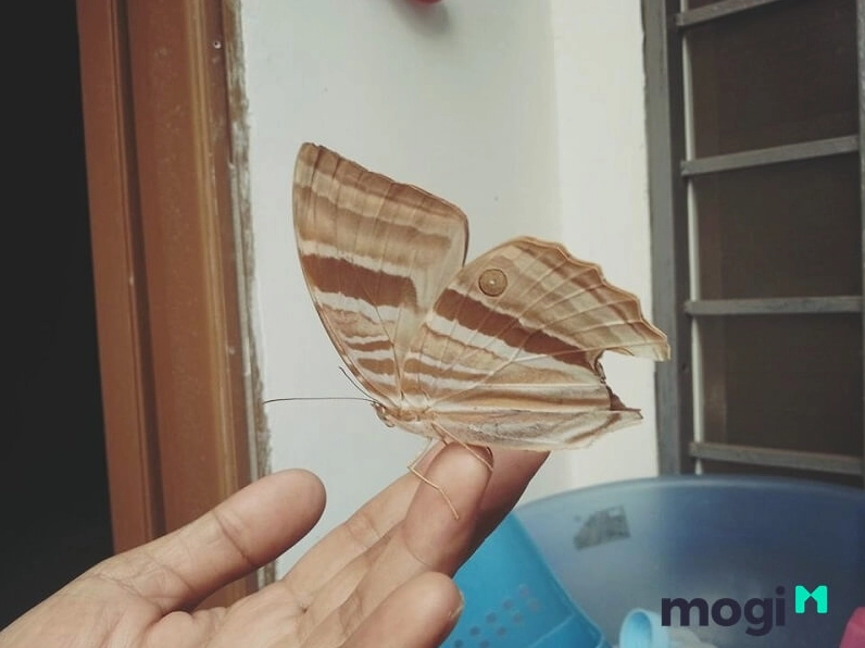 Bướm nâu bay vào nhà rồi chết là một điềm báo không tốt, cần cẩn trọng.