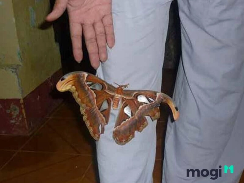 Bướm nâu bay vào nhà thường là điềm tốt, mang lại may mắn.