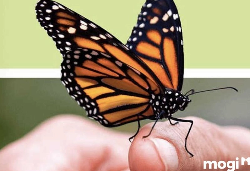 Bướm nâu bay vào nhà và đậu lên người là một điềm báo cực kỳ may mắn.