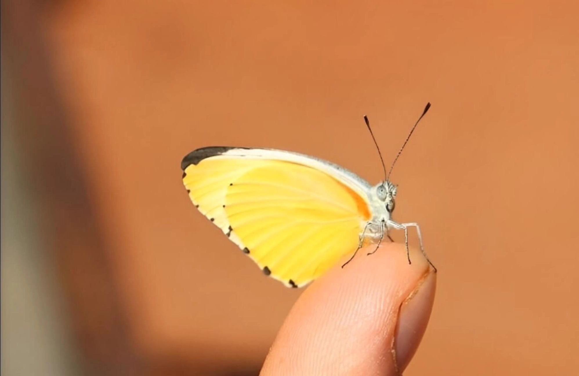 Bướm vàng bay vào nhà là điềm gì?