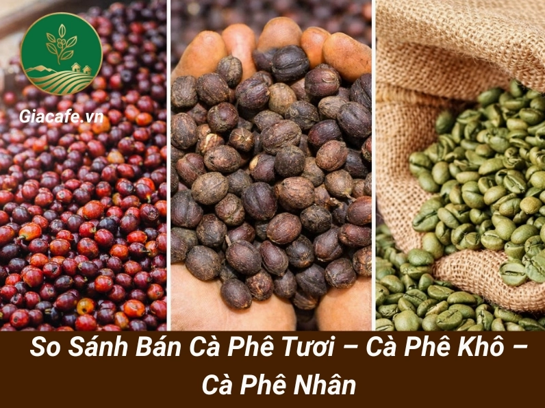 Cà phê nhân chuẩn bị xuất khẩu tại Đắk Nông