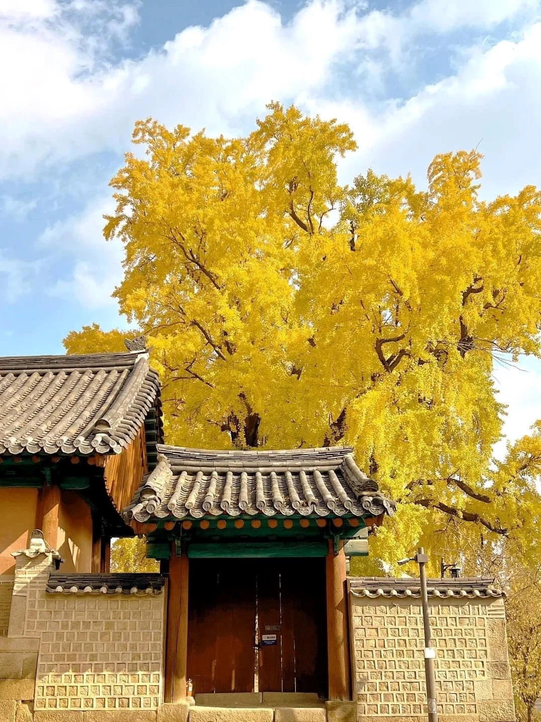 Cây bách quả thích hợp trồng ở nơi linh thiêng đền chùa hơn là trước mặt tiền không gian nhà ở dân dụng