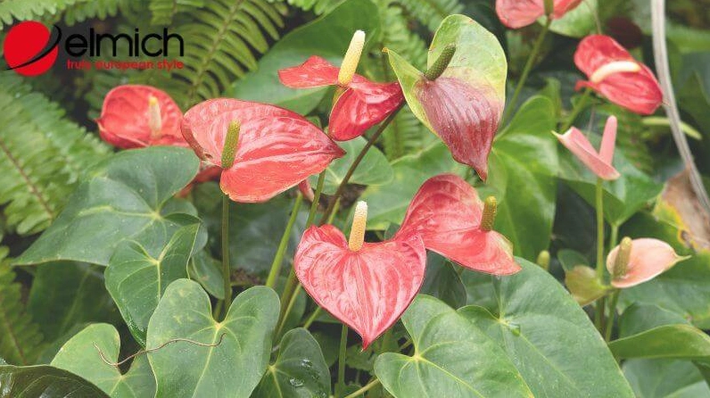 Cây Hồng Môn là cây phong thủy hợp với người mệnh Hỏa