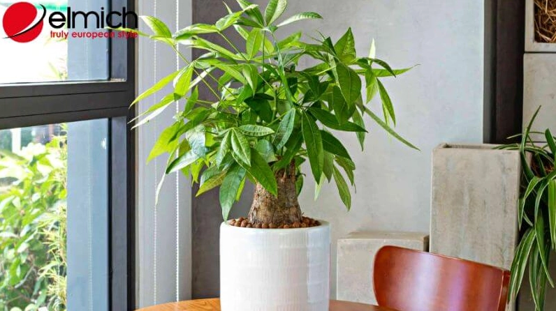 Cây Kim Ngân là đáp án chính xác cho câu hỏi mệnh Hỏa hợp cây gì