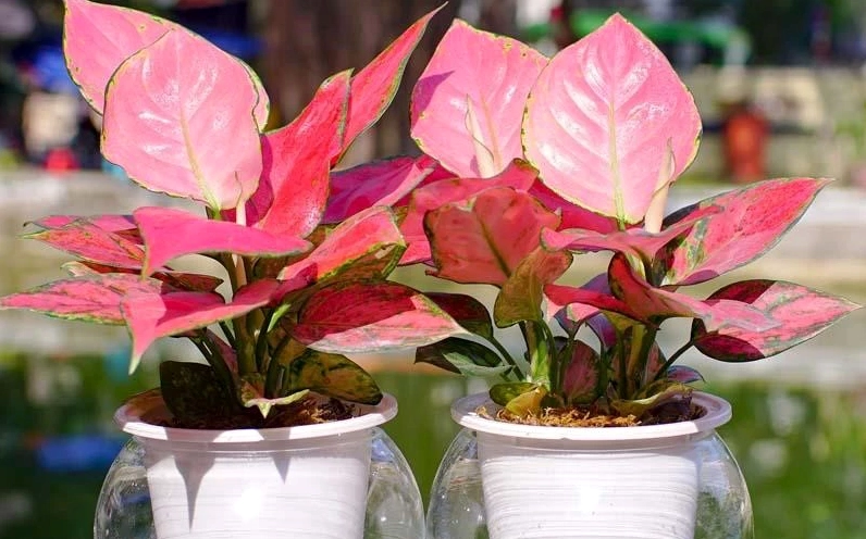 Cây phong thủy vạn lộc rất phù hợp cho người tuổi Dần mệnh Hỏa kích tài lộc