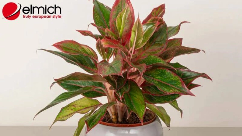 Cây Phú Quý giúp gia tăng vượng khí cho người mệnh Hỏa