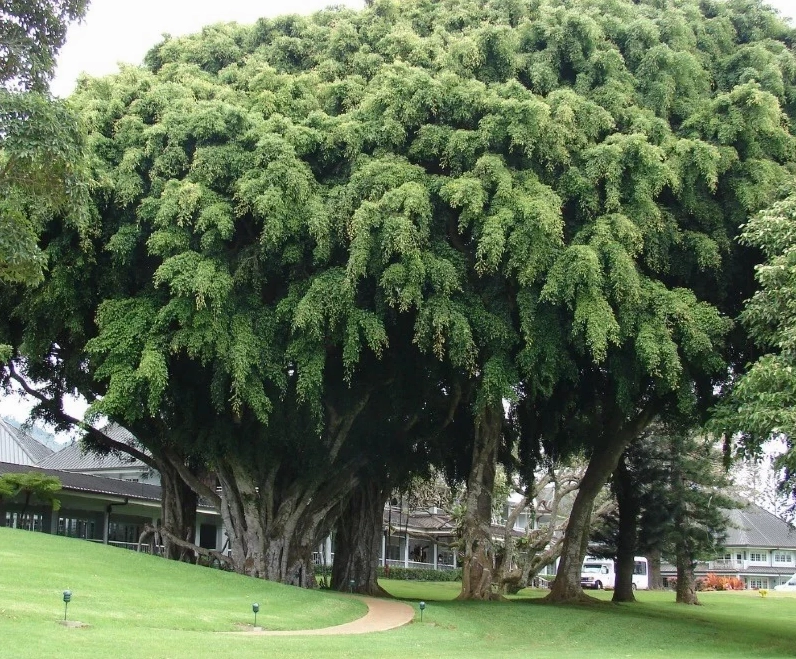 Cây si là một trong những cây kiêng kỵ trồng trước nhà do mang âm khí nặng và rễ làm hỏng nền móng