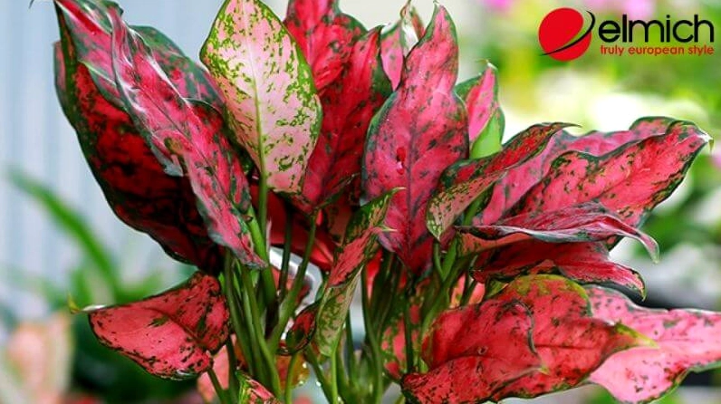 Cây Vạn Lộc thu hút vận may cho gia chủ hành Hỏa