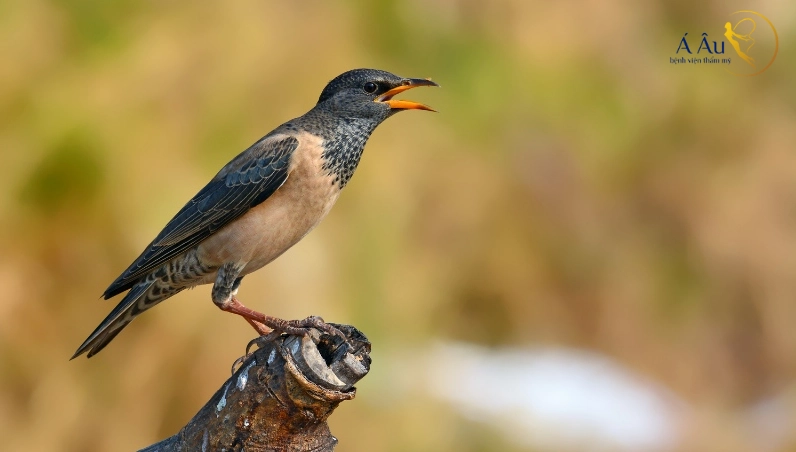 Chim chích chòe bay vào nhà mang điềm may mắn và hạnh phúc