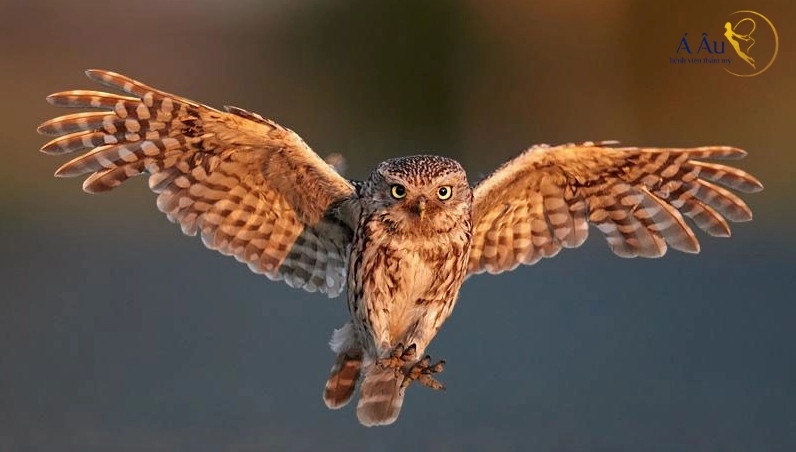 Chim cú mèo bay vào nhà lành hay dữ phụ thuộc vào quan niệm của người dân