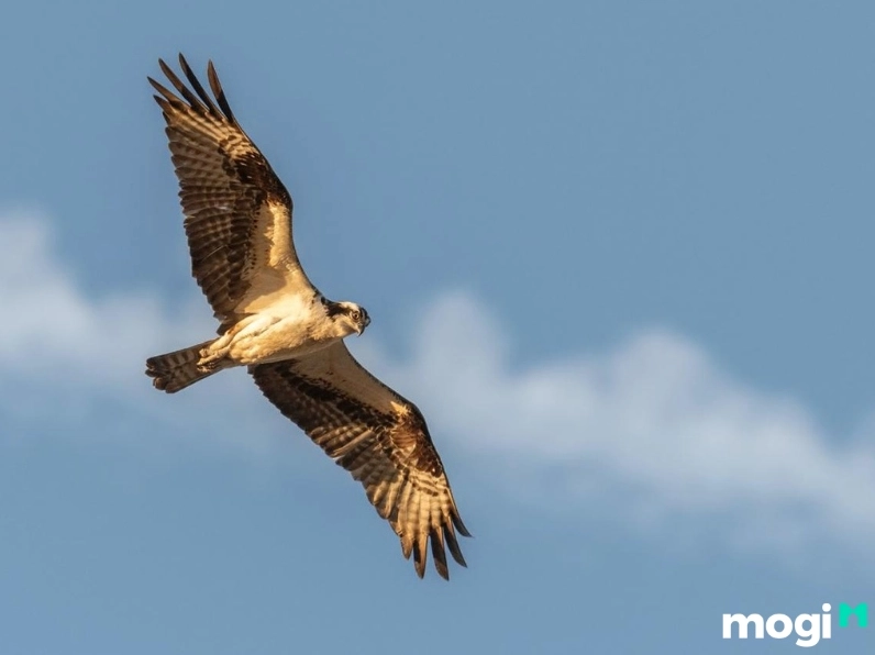 Chim lợn bay lượn trên mái nhà