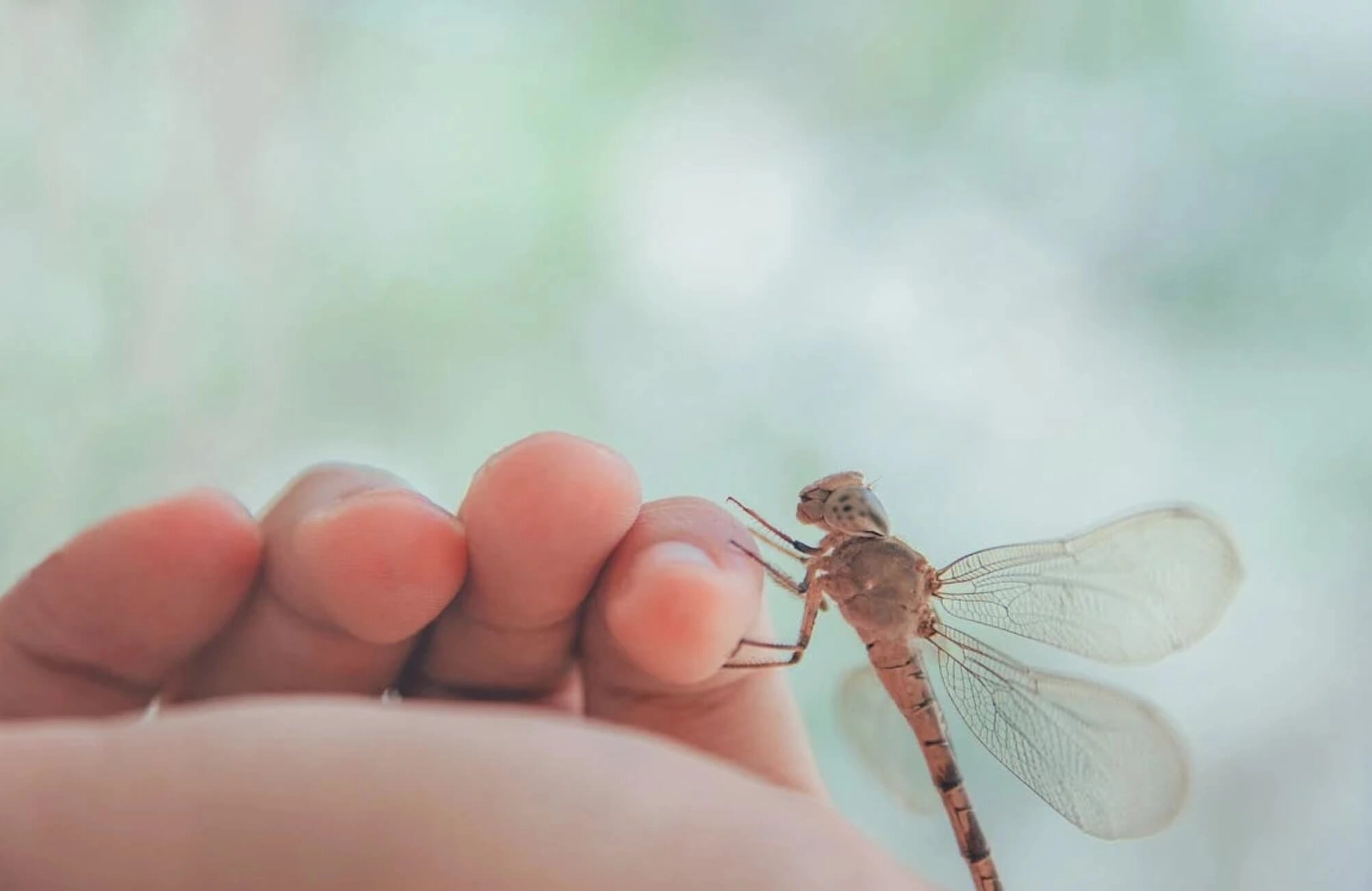 Chuồn chuồn bay vào nhà và đậu trên bàn thờ là điềm báo may mắn từ tổ tiên