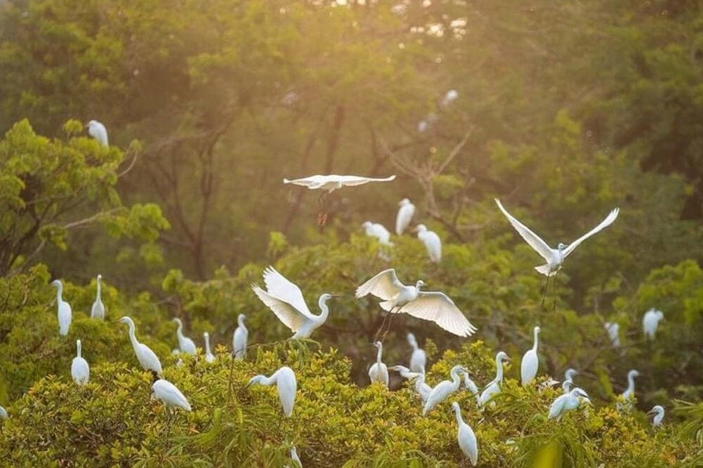 Cơ hội khám phá thiên nhiên đầy ấn tượng tại vườn cò Bằng Lăng, thành phố Cần Thơ.