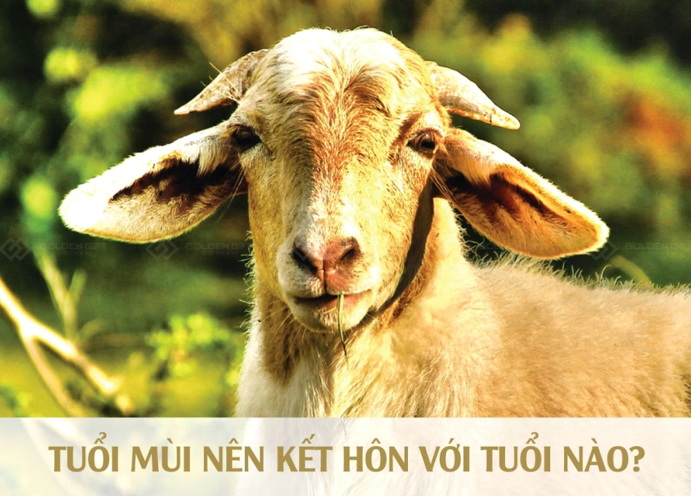 Đặc điểm con giáp tuổi Mùi và cách ứng dụng phong thủy năm 2026