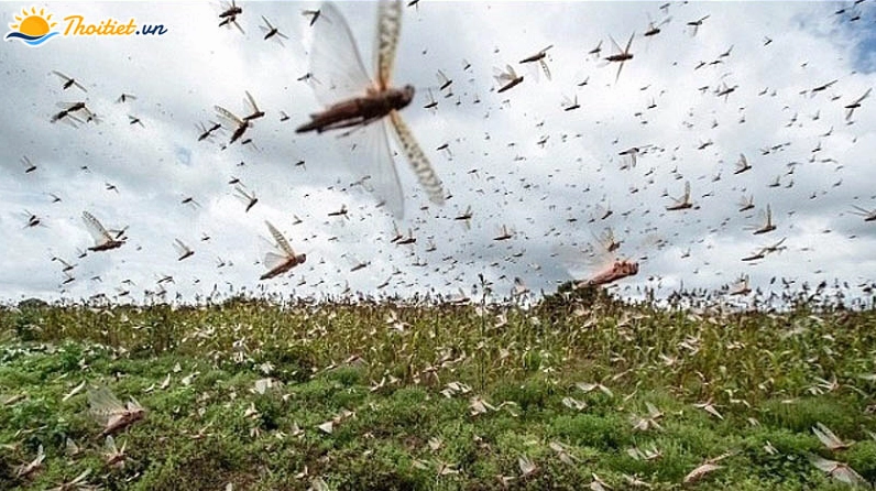 Đại dịch châu chấu bùng phát tàn phá mùa màng