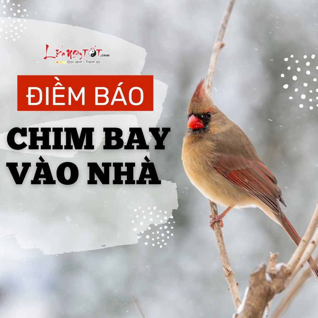 Điềm báo chim bay vào nhà
