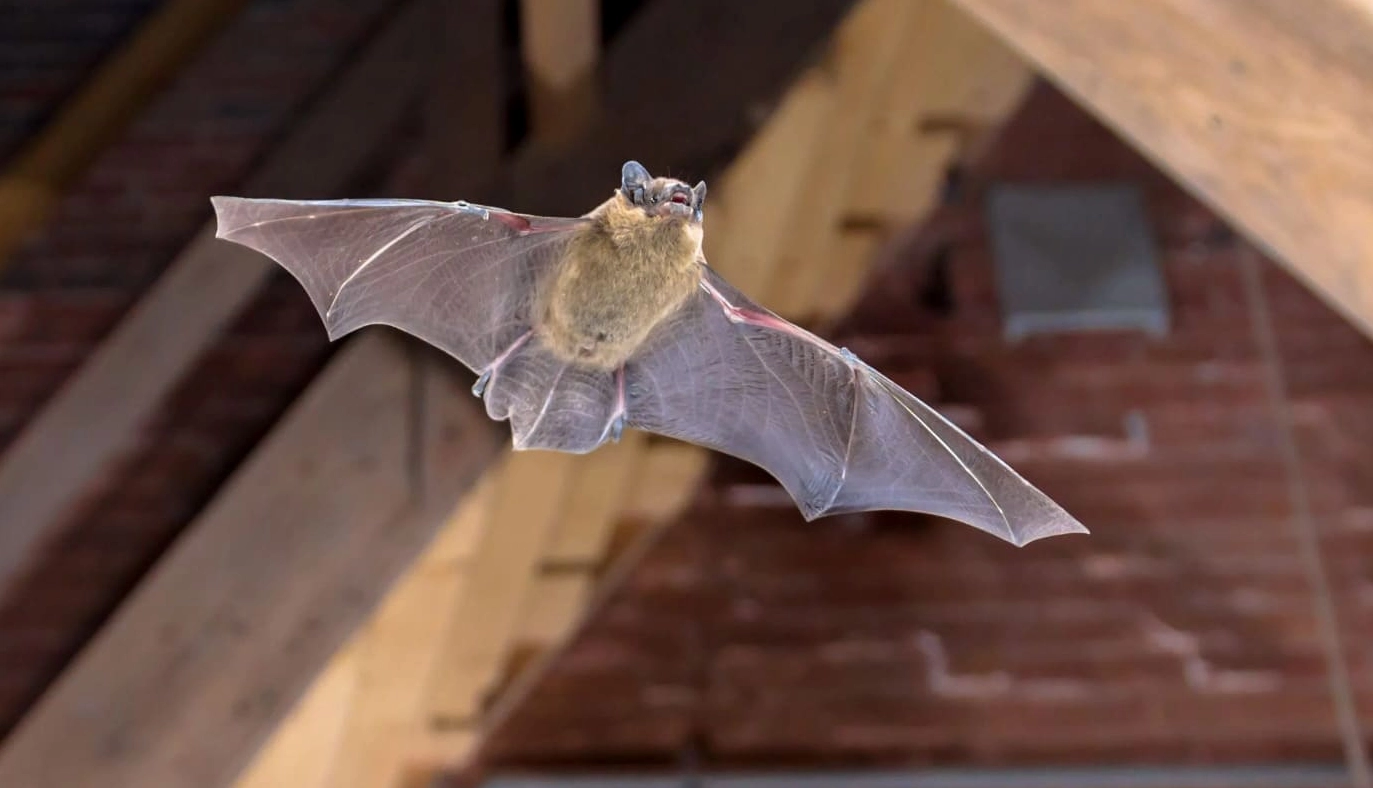 Dơi bay vào nhà ban đêm là điềm báo tốt lành về tài lộc