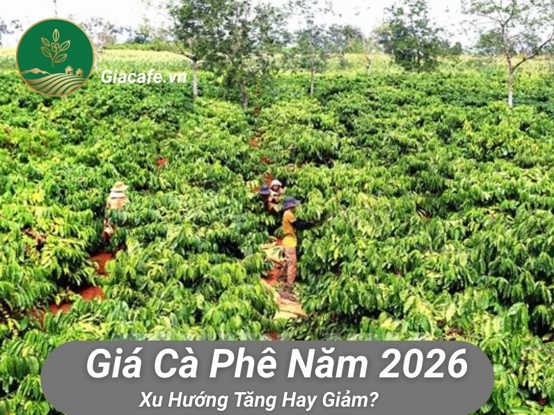 Dự báo và chiến lược thị trường giá cà phê năm 2026