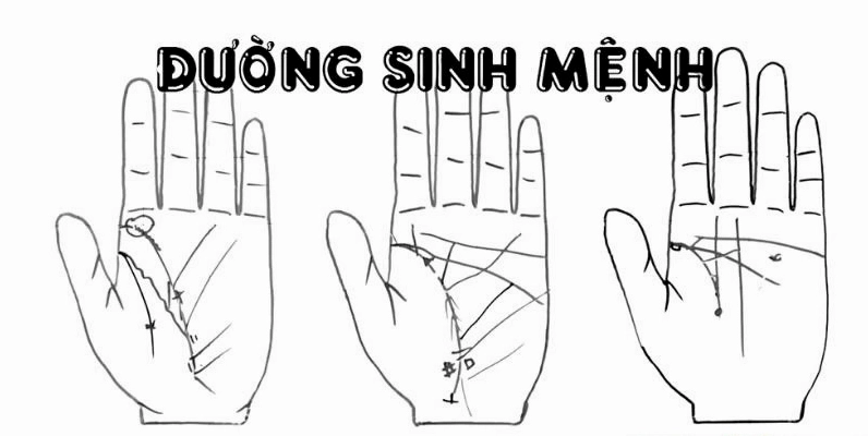 Đường chỉ tay sinh mệnh bắt đầu từ gần gò của ngón tay cái