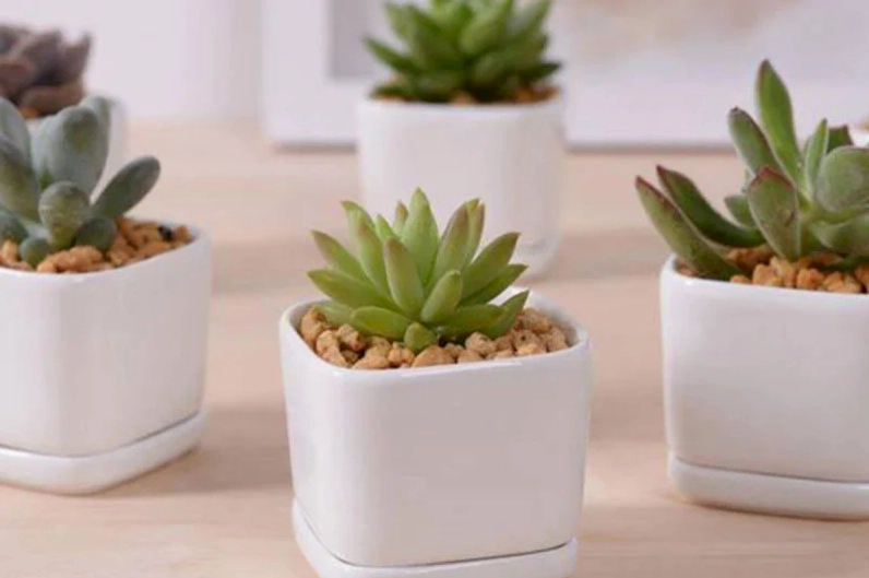 Gia chủ tuổi Dậu nên lựa chọn cây Sen đá để trồng trước nhà giúp thu hút tài lộc, sự nghiệp thăng tiến