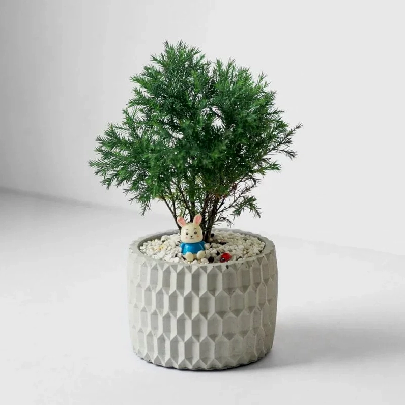 Gia chủ tuổi Mùi nên ưu tiên lựa chọn cây Lan quân tử để trồng trước nhà giúp thu hút tài lộc và quý nhân phù trợ