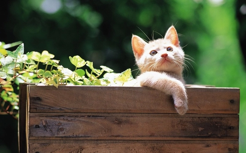 Giải đáp chi tiết người tuổi Mão sinh năm bao nhiêu và các mốc thời gian