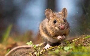 giai-ma-phong-thuy-nam-mo-thay-con-chuot-so-bao-nhieu-chuan-_292