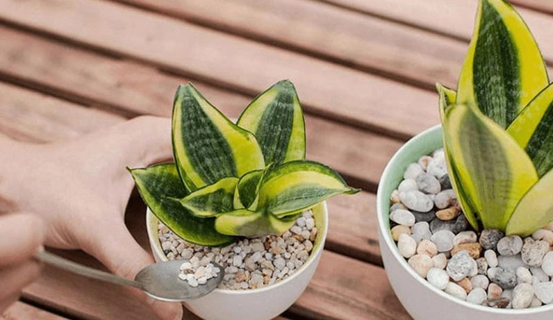 Giới thiệu về cây lưỡi hổ