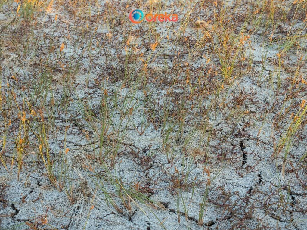 Hậu quả của xâm nhập mặn đối với sản xuất nông nghiệp và đời sống