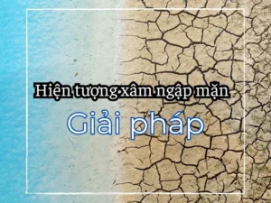 hien-tuong-xam-nhap-man-nguyen-nhan-hau-qua-giai-phap-2026_214