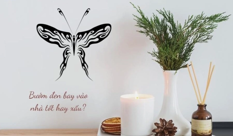 Hình ảnh một con bướm đen trong nhà