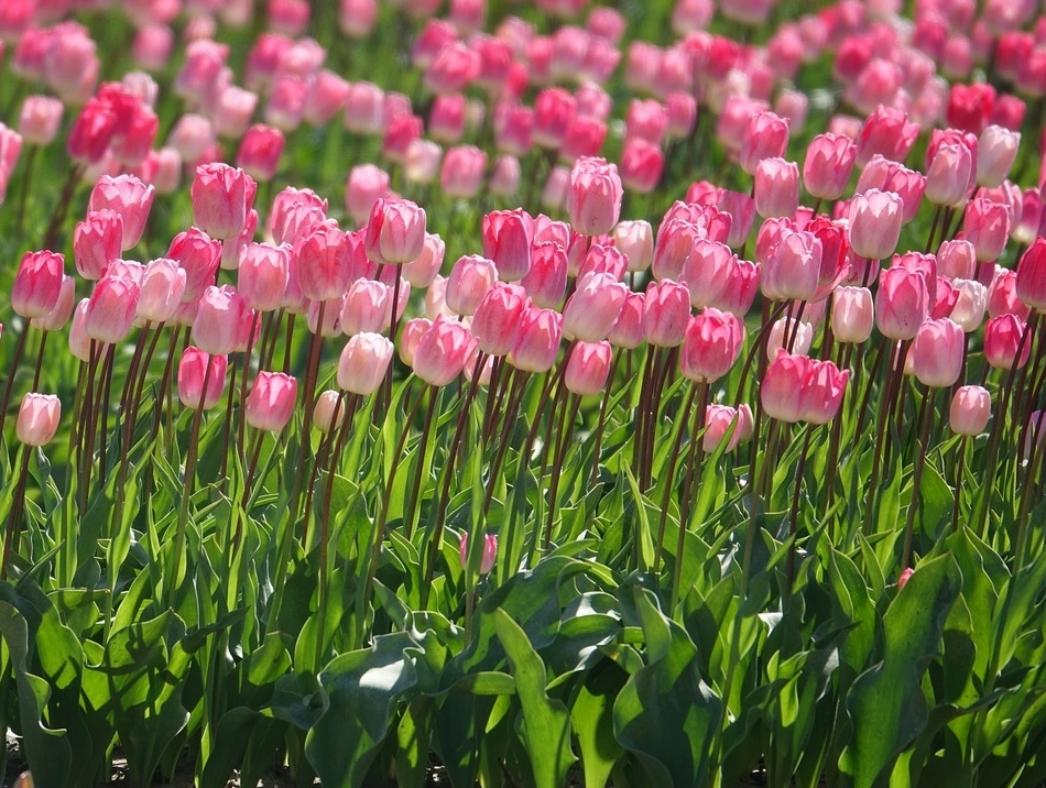 Hoa tulip trắng có ý nghĩa gì? Ý nghĩa hoa tulip theo từng màu