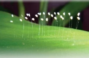 hoa-uu-dam-la-gi-giai-ma-loai-hoa-linh-thieng-3000-nam-no-1-_436