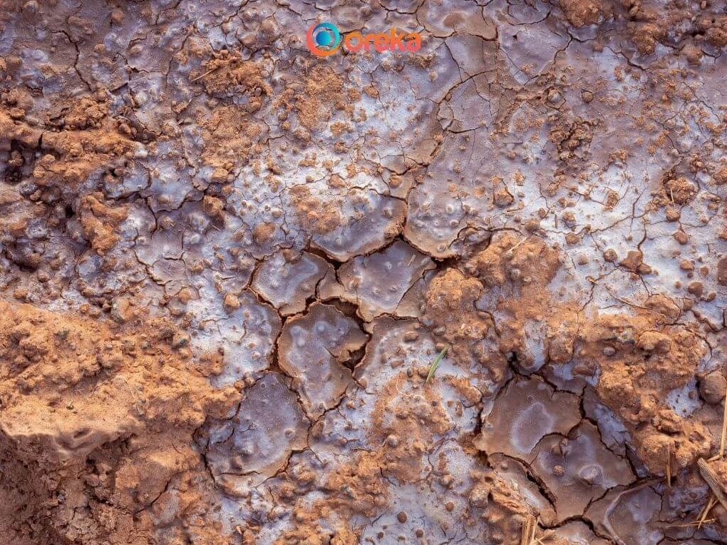 Khái niệm và hình ảnh minh họa về hiện tượng xâm nhập mặn là gì