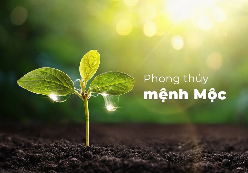 Khái quát Mệnh Mộc là gì? Sinh năm nào, hợp và khắc với mệnh gì