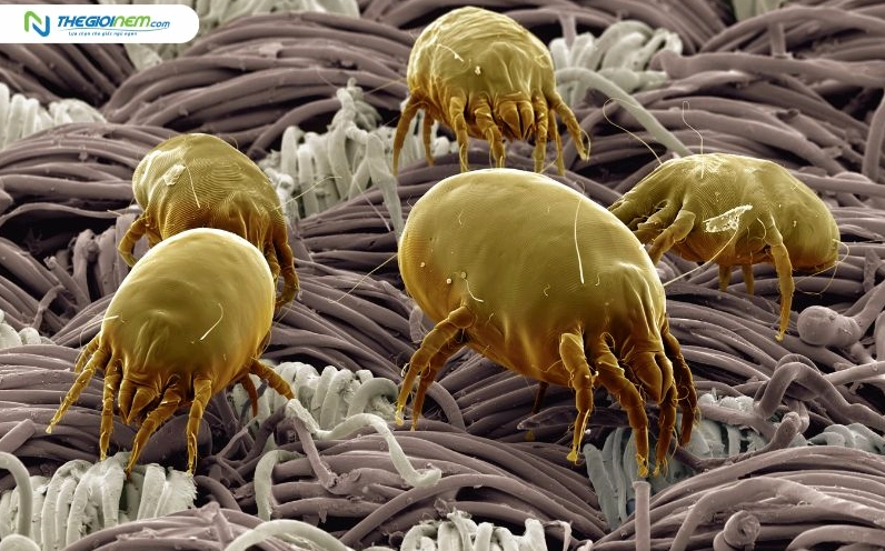 Mạt bụi nhà thường ẩn nấp trong nệm ga gối là nguyên nhân gây hắt xì