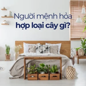 menh-hoa-hop-cay-gi-top-12-cay-ruoc-tai-loc-may-man-nam-2026_936