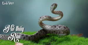 mo-thay-ran-la-diem-gi-giai-ma-10-giac-mo-ve-ran-chinh-xac-n_144