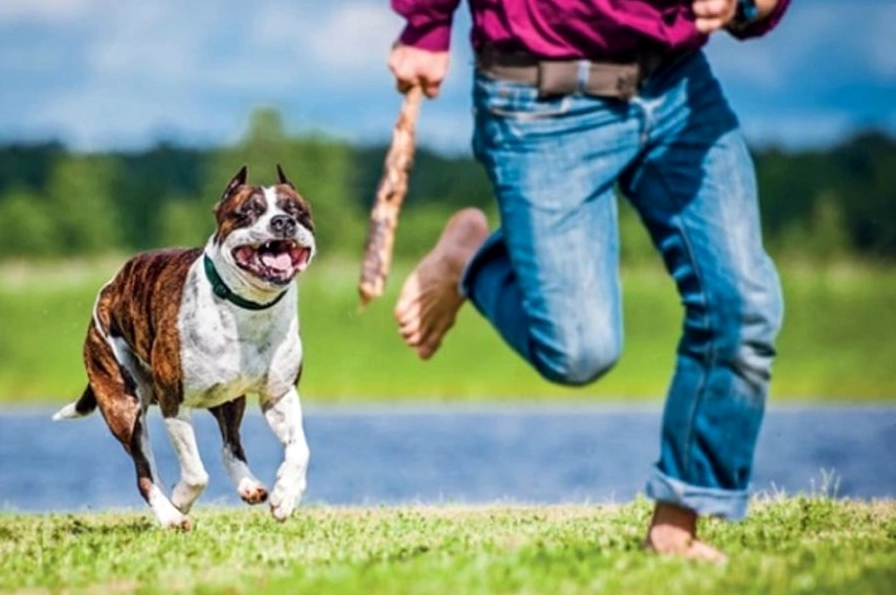Nằm mơ thấy chó đuổi cắn là một giấc mơ không tốt.