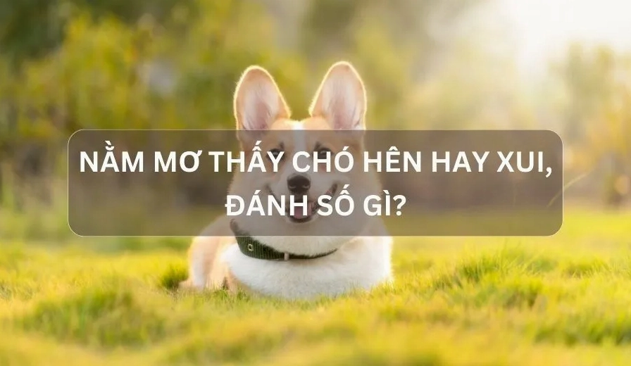 Nằm mơ thấy chó là điềm báo hên hay xui.