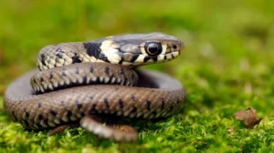 nam-mo-thay-ran-can-la-diem-gi-giai-ma-chi-tiet-va-chuan-xac_638