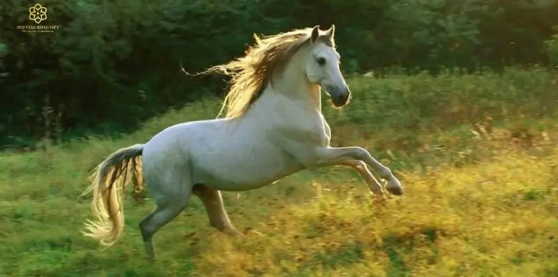 Người tuổi 1966 khôn khéo