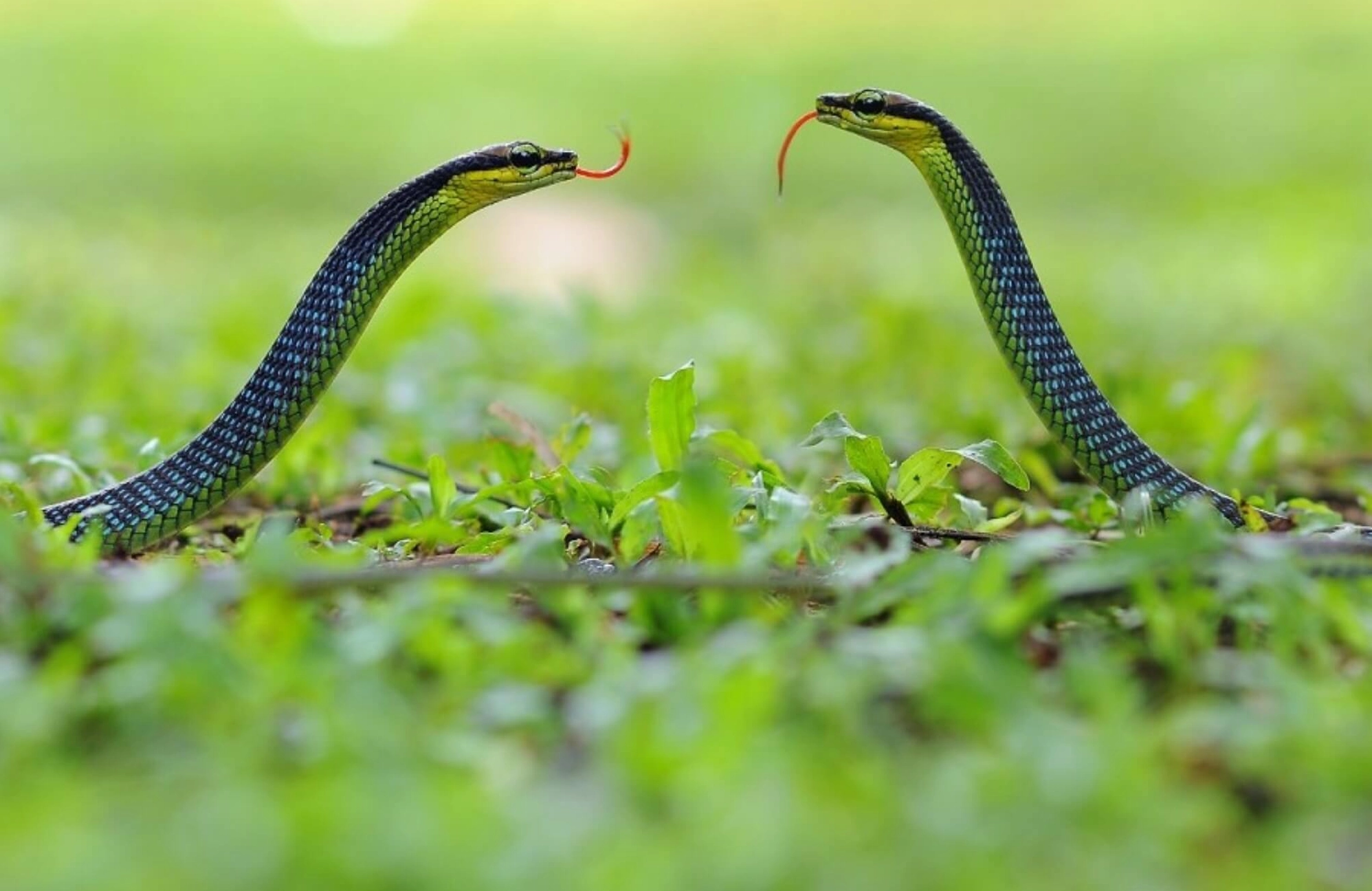 Rắn vào nhà là điềm gì?