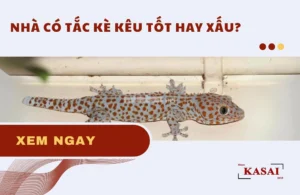 tac-ke-keu-7-tieng-ban-dem-giai-ma-diem-bao-may-man-hay-xui-_774