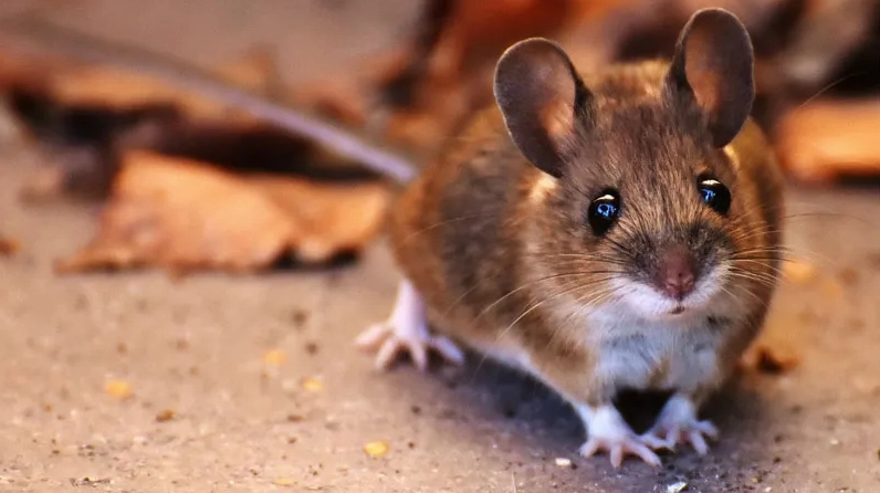 Thông tin tổng quan về tuổi Giáp Tý 1984