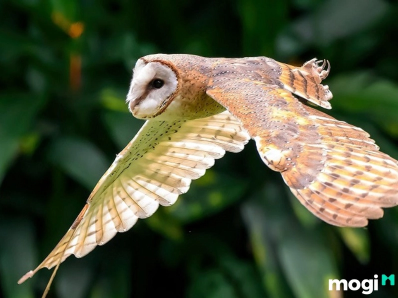 Tiếng chim lợn kêu dưới góc nhìn khoa học